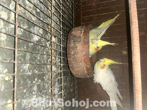 Beautiful & Healthy Pet Birds For Sale
